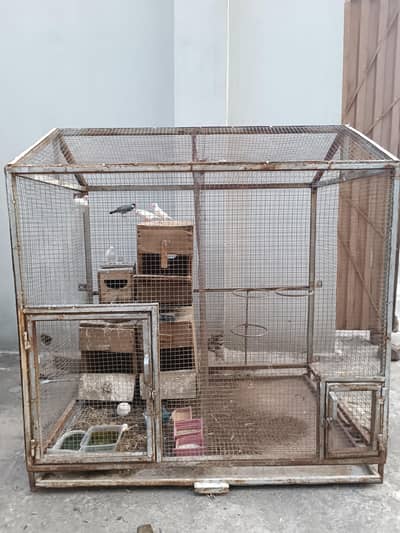 Java Birds for Sale with cage