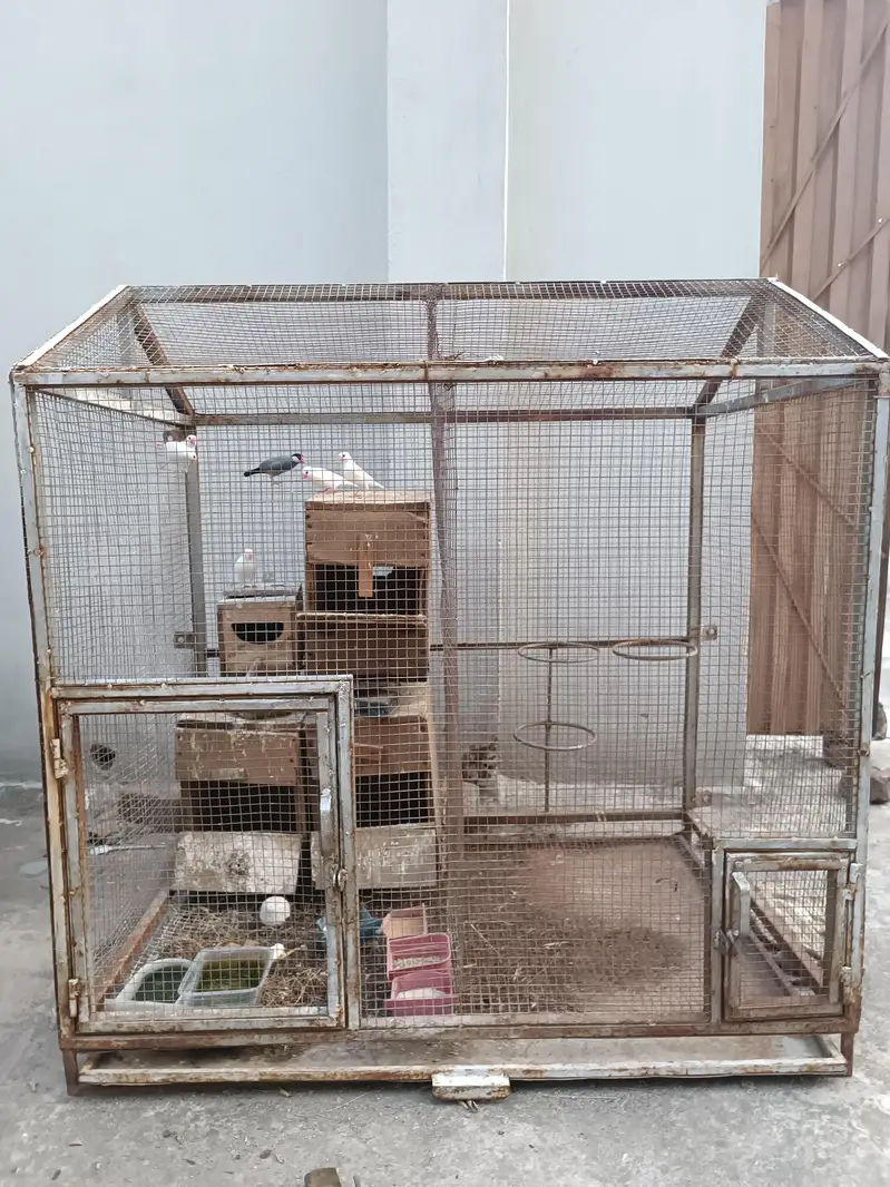 Java Birds for Sale with cage
