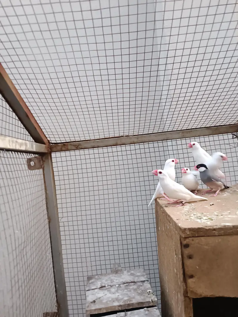 Java Birds for Sale with cage — photo 2