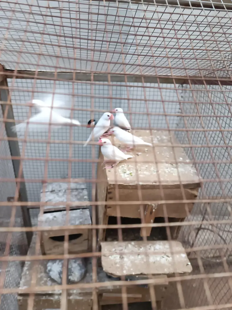 Java Birds for Sale with cage — photo 3