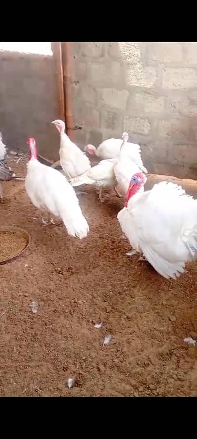 White Turkeys bird (3 Females) for Sale – Healthy & Active