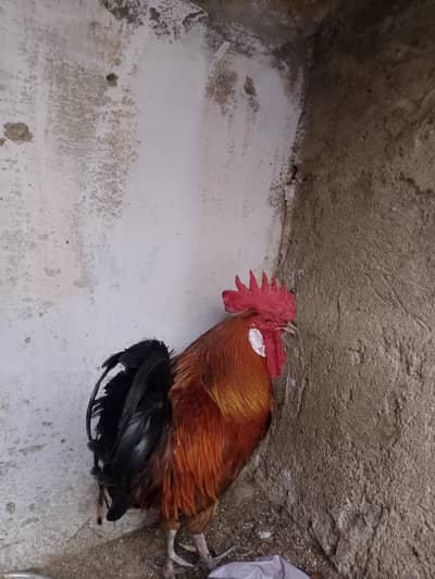 Golden Misri