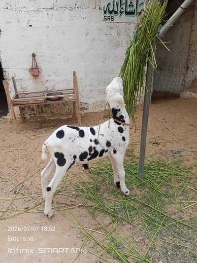 Dumba for sale