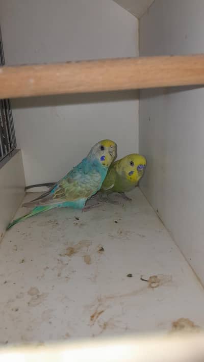 Rainbow 2 Males or 1 Female