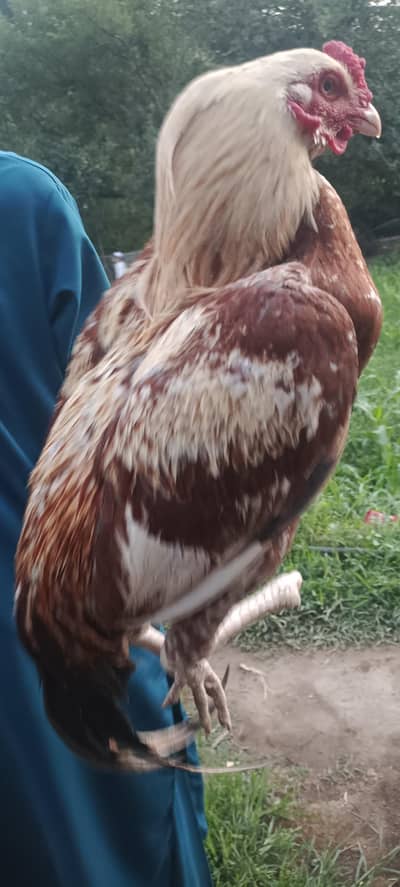 Aseel rooster