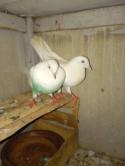 Asalmuilikum white eyes pair for sale