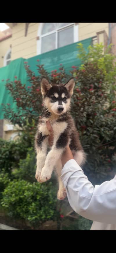 Pure Siberian Husky Puppies Available 