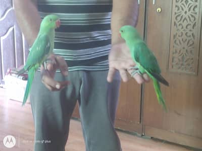 green Ring neck k buchay only RS 13000
