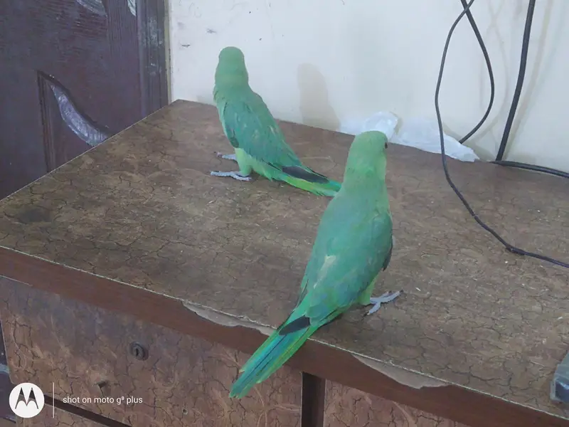 green Ring neck k buchay only RS 15000 — photo 2
