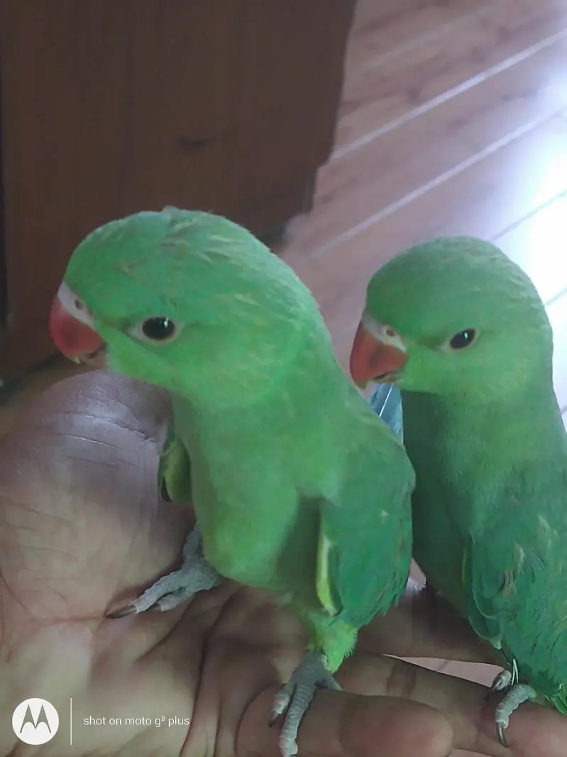 green Ring neck k buchay only RS 15000 — photo 4
