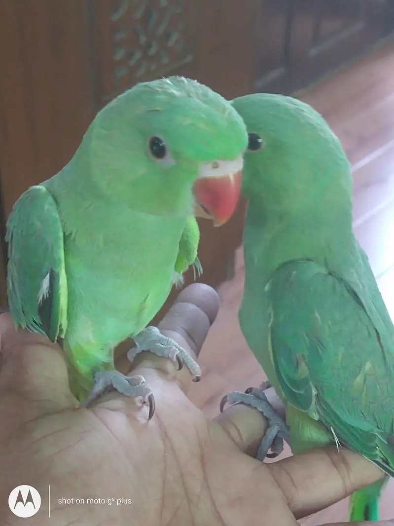 green Ring neck k buchay only RS 15000 — photo 6