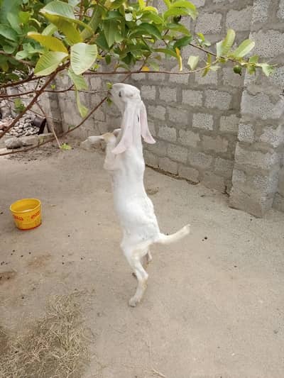 Rajanpuri Female White Eyes Pink Nose 2 Month