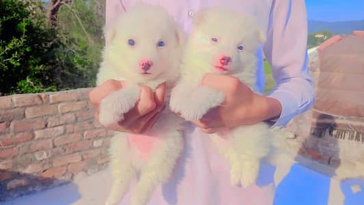Russian puppies available