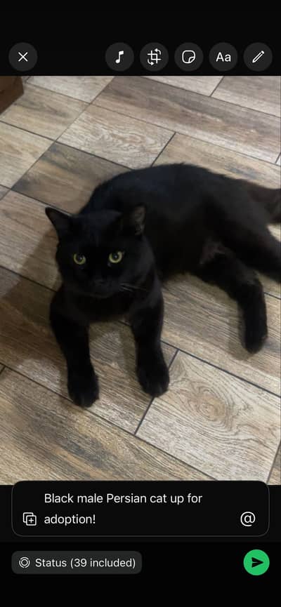 Black Male persian cat for sale