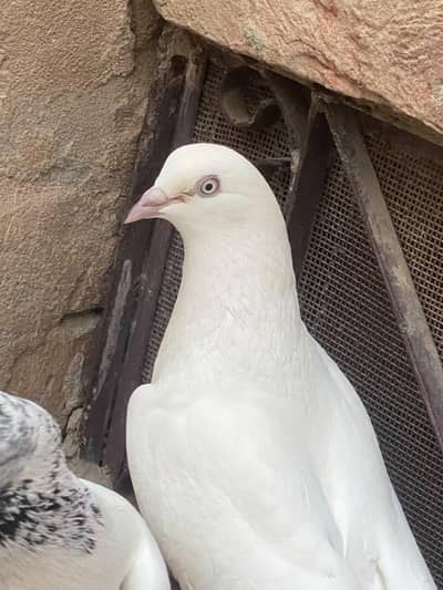 Ustad Muhammad Ashraf batreya wala okara high flyer pigeon