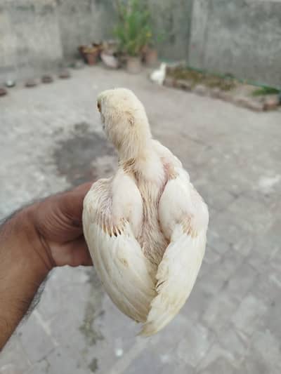 Aseel Heera Chicks Available