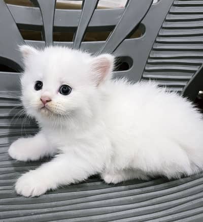 Male Persian White Kitten