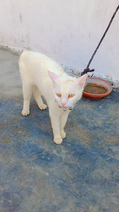 white cat for sale