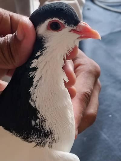 pigeon