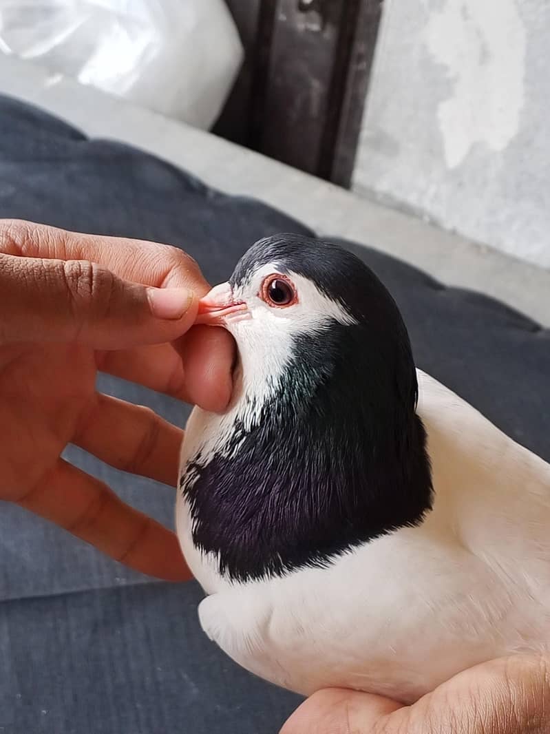 pigeon 2