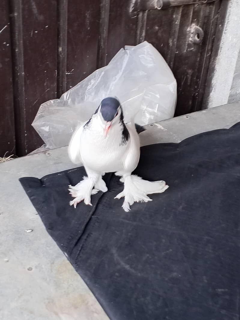 pigeon 3