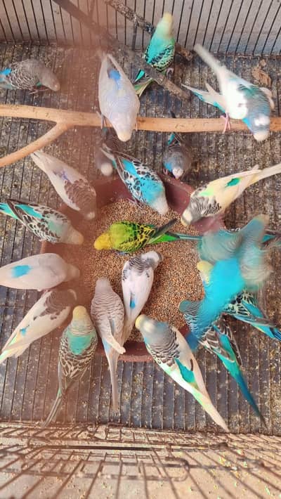 Australian parrots