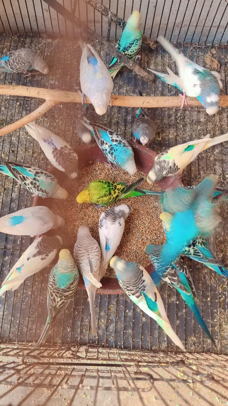 Australian parrots