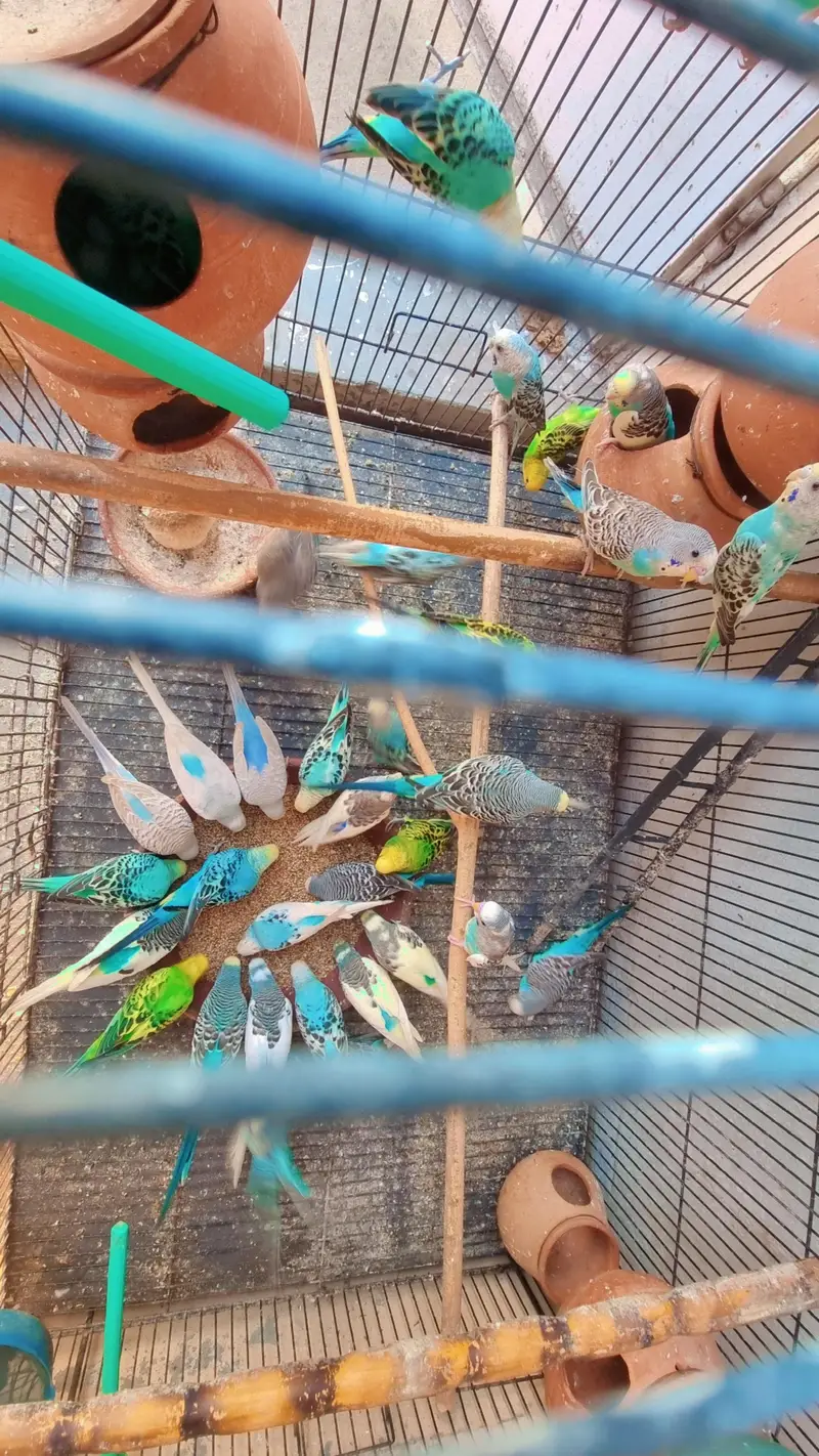 Australian parrots — photo 2