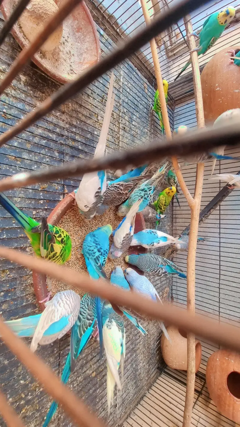 Australian parrots — photo 3
