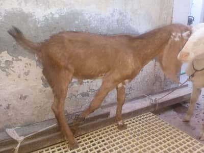 Mundra, Goat Kids, Bakri (03116287071)