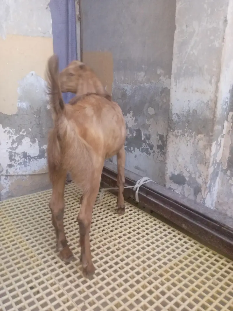 Mundra, Goat Kids, Bakri (03116287071) — photo 2