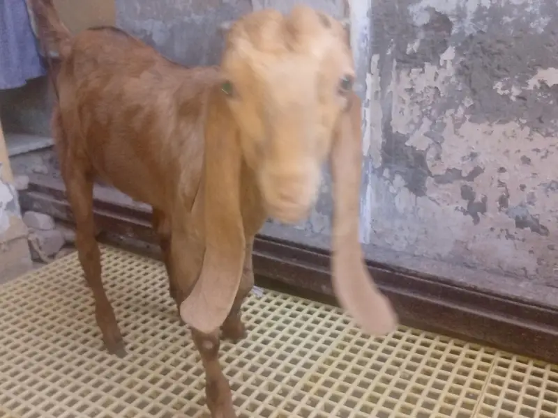 Mundra, Goat Kids, Bakri (03116287071) — photo 3