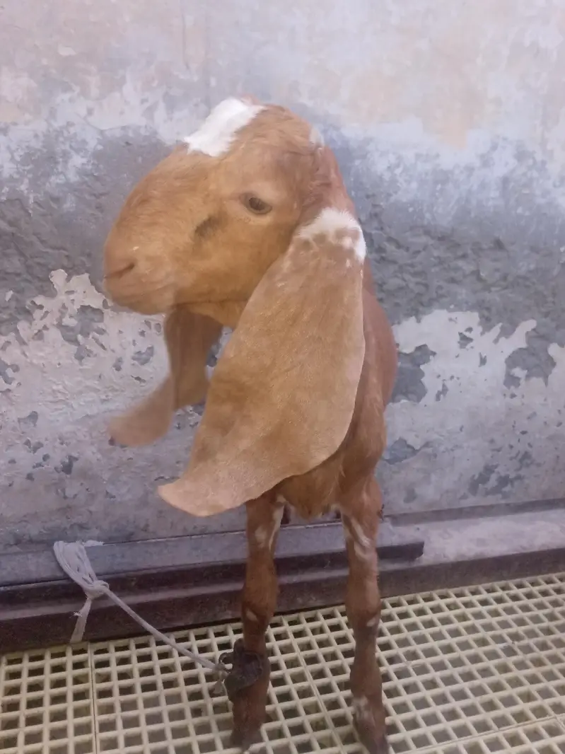 Mundra, Goat Kids, Bakri (03116287071) — photo 4