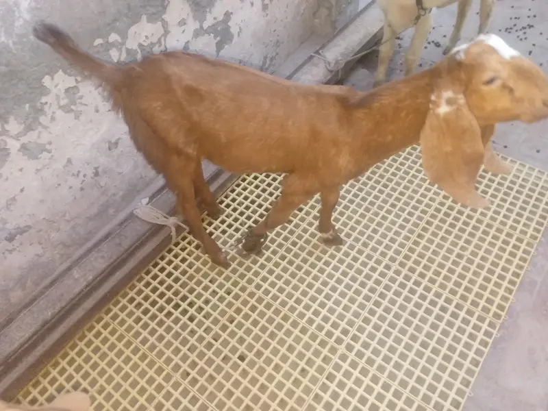 Mundra, Goat Kids, Bakri (03116287071) — photo 5