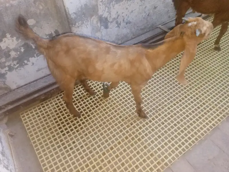 Mundra, Goat Kids, Bakri (03116287071) — photo 6