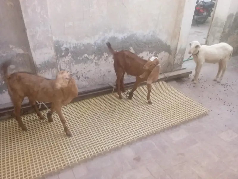 Mundra, Goat Kids, Bakri (03116287071) — photo 7