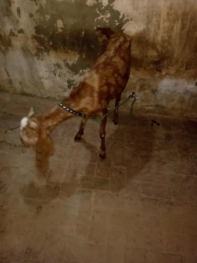 Mundra, Goat Kids, Bakri (03116287071) — photo 8