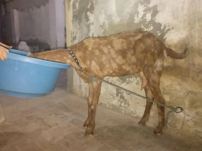 Mundra, Goat Kids, Bakri (03116287071) — photo 9