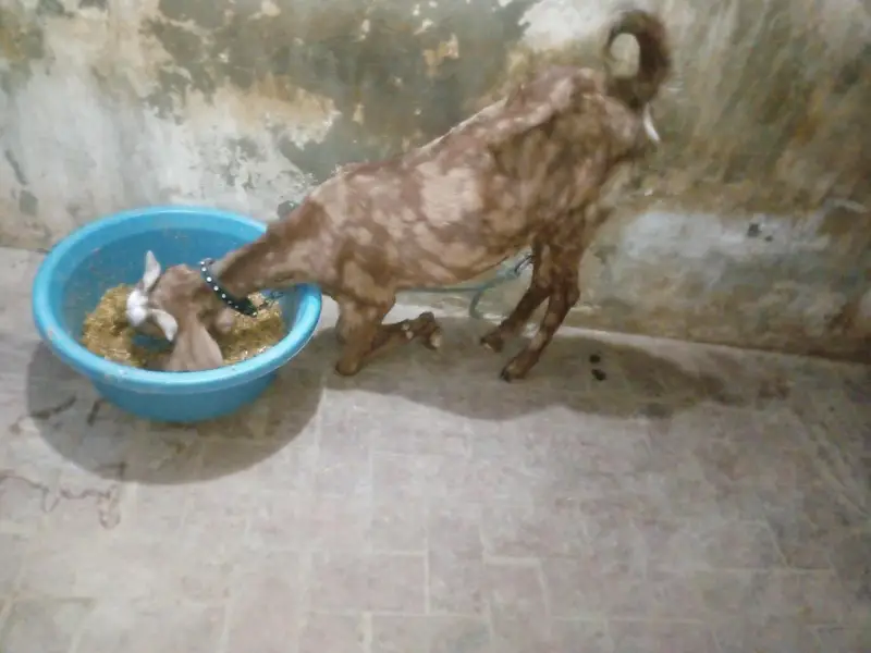 Mundra, Goat Kids, Bakri (03116287071) — photo 10