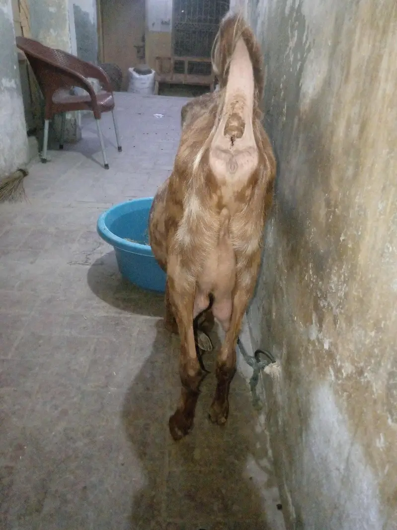 Mundra, Goat Kids, Bakri (03116287071) — photo 11