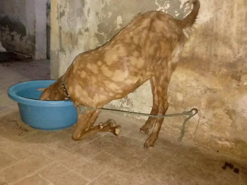 Mundra, Goat Kids, Bakri (03116287071) — photo 12