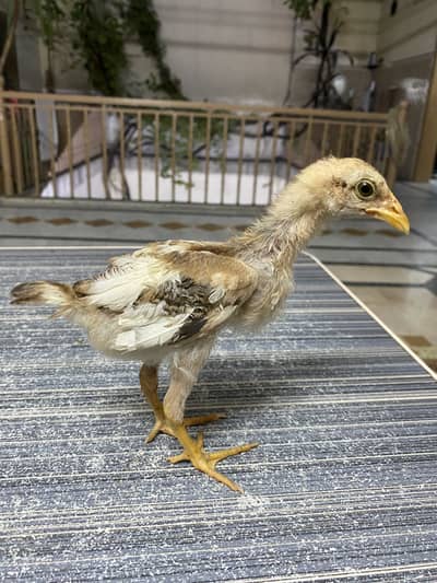 DRUMMER PAKOYE (jimmy white)CHICKS FOR SALE