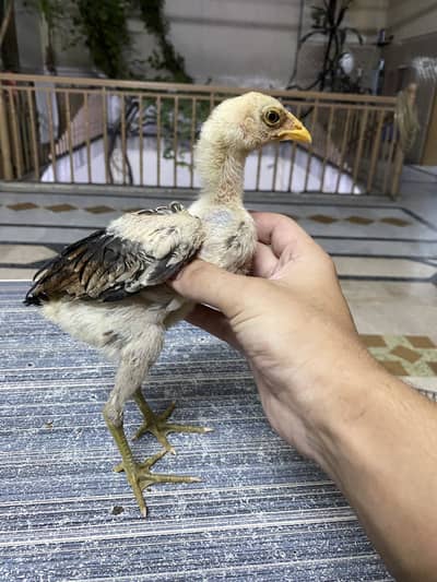 PURE JIMMY WHITE CATEGORY BIRDS FOR SALE