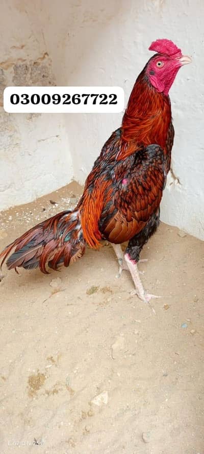 Mianwali chicks Available