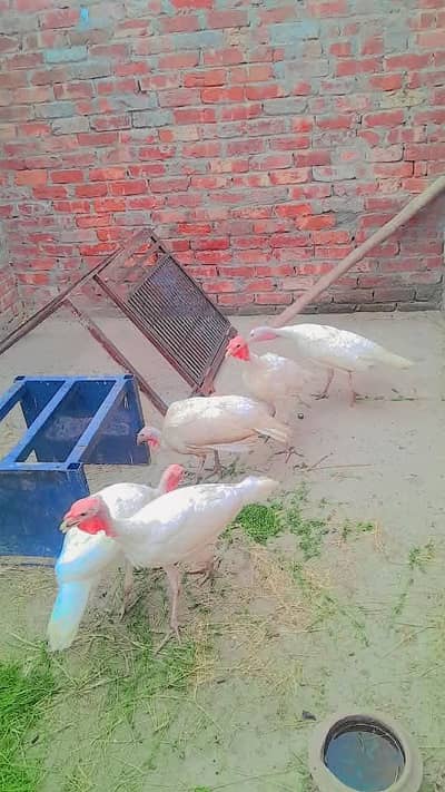 turkey birds  for sale good healthy