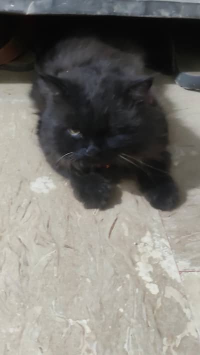 Black Male Persian for sale