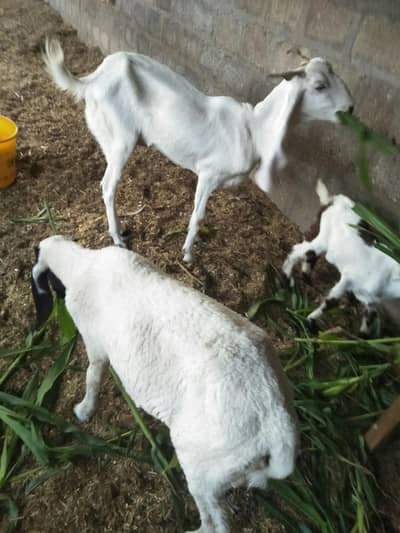 Gabban bakri