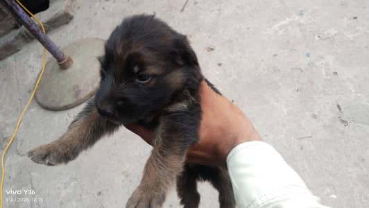 German shepherd puppy