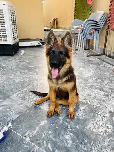 German Shepherd Dog | Double coat German Shepherd | Gsd female puppy