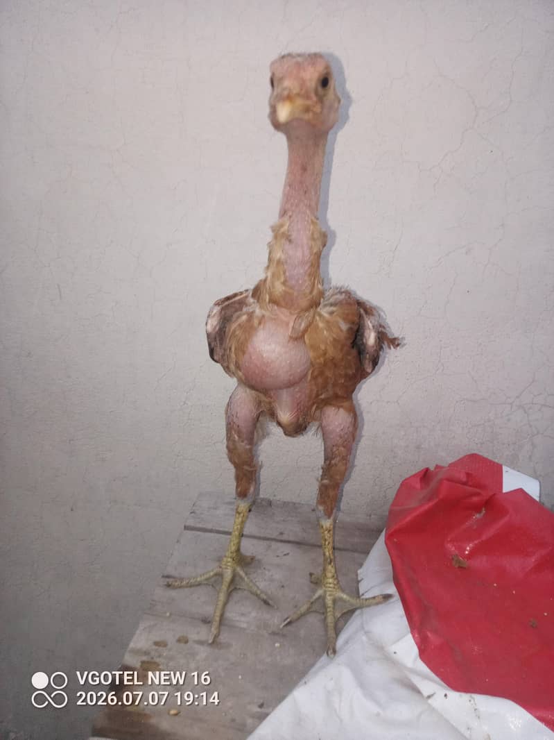 pakistani 0
